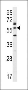 LETM2 Antibody western blot of NCI-H460 cell line lysates (35 ug/lane). The LETM2 antibody detected the LETM2 protein (arrow).