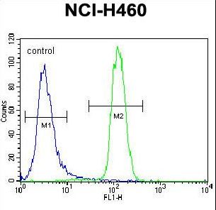 LETM2 Antibody flow cytometry of NCI-H460 cells (right histogram) compared to a negative control cell (left histogram). FITC-conjugated goat-anti-rabbit secondary antibodies were used for the analysis.
