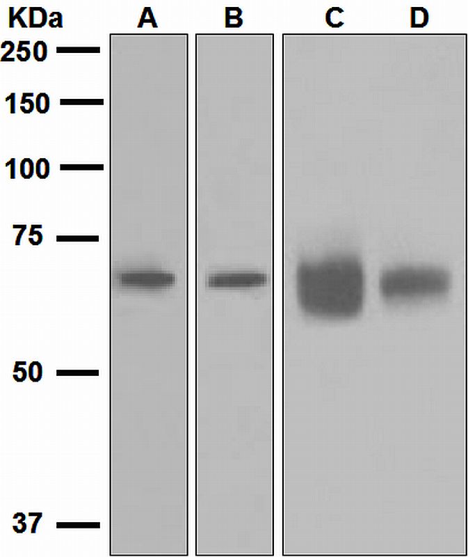 Western blot analysis on (A) U937, (B) Ramos, (C) Jurkat, and (D) K562 cell lysates using anti-GRK6 antibody.