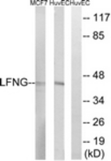 Western blot of extracts from HUVEC/MCF-7 cells, using LFNG Antibody. The lane on the right was incubated with synthetic peptide.