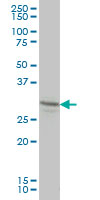 LFNG monoclonal antibody (M01), clone 2D10-3C11 Western Blot analysis of LFNG expression in HL-60.