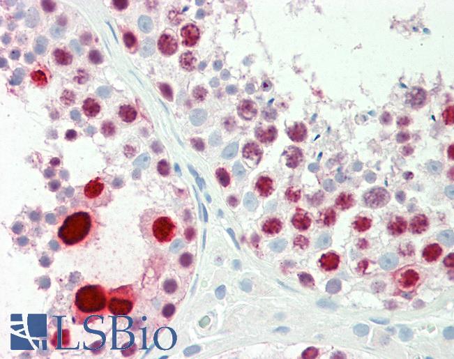 Anti-LFNG / Lunatic Fringe antibody IHC staining of human testis. Immunohistochemistry of formalin-fixed, paraffin-embedded tissue after heat-induced antigen retrieval. Antibody LS-B9718 concentration 10 ug/ml.