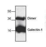 Western blot of Galectin 1 antibody LS-B7736.