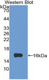 Western blot of recombinant LGALS1 / Galectin 1.
