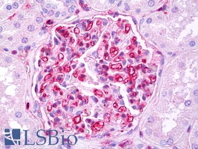 Anti-LGALS1 / Galectin 1 antibody IHC of human kidney, glomeruli. Immunohistochemistry of formalin-fixed, paraffin-embedded tissue after heat-induced antigen retrieval. Antibody LS-B7608 concentration 10 ug/ml.