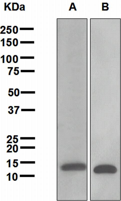 Western blot analysis on (A) HL-60 and (B) K562 cell lysates using anti-Galectin-1 antibody.