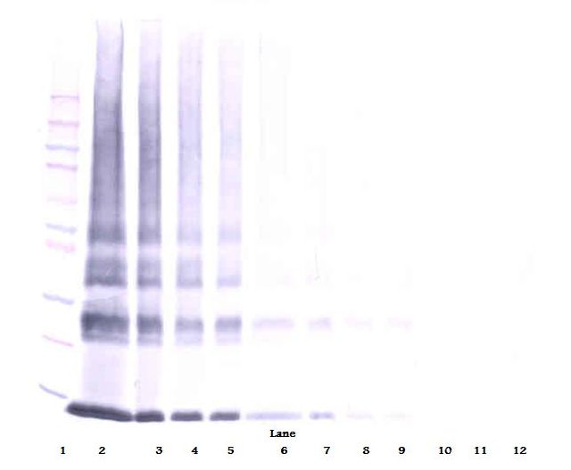 Western Blot (non-reducing) of Galectin 1 antibody LS-B7436