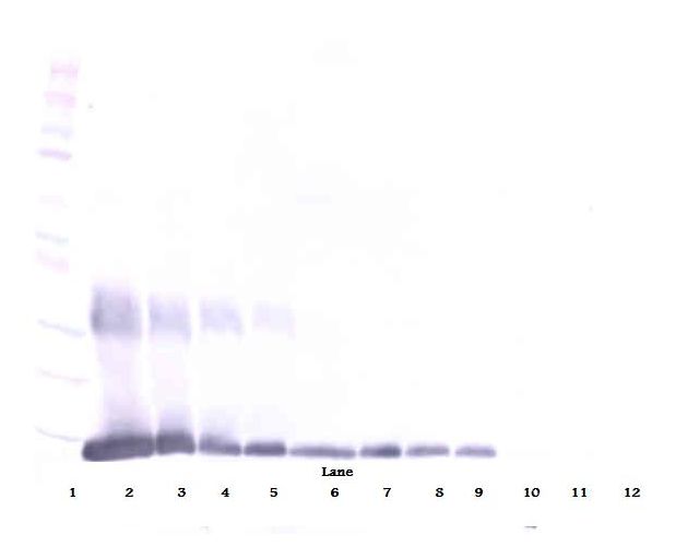 Western Blot (reducing) of Galectin 1 antibody LS-B7436