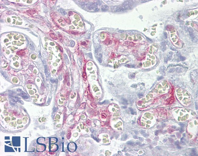 Anti-LGALS1 / Galectin 1 antibody IHC of human placenta. Immunohistochemistry of formalin-fixed, paraffin-embedded tissue after heat-induced antigen retrieval. Antibody LS-B6943 concentration 5 ug/ml.
