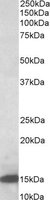 LGALS1 antibody (0.5 ug/ml) staining of Rat Pancreas lysate (35 ug protein/ml in RIPA buffer). Primary incubation was 1 hour. Detected by chemiluminescence.