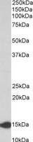 LGALS1 antibody (0.1 ug/ml) staining of Rat Pancreas lysate (35 ug protein/ml in RIPA buffer). Primary incubation was 1 hour. Detected by chemiluminescence.