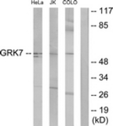 Western blot of extracts from COLO205/Jurkat/HeLa cells, using GRK7 Antibody. The lane on the right is treated with the synthesized peptide.
