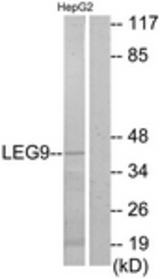 Western blot of extracts from HepG2 cells, using LEG9 Antibody. The lane on the right is treated with the synthesized peptide.