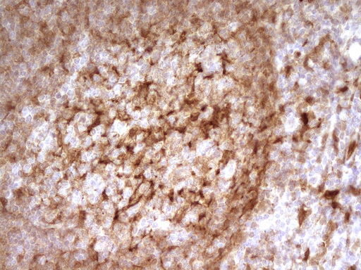 IHC of paraffin-embedded Human tonsil using anti-LGALS9 mouse monoclonal antibody. (Heat-induced epitope retrieval by 1 mM EDTA in 10mM Tris, pH8.5, 120°C for 3min).