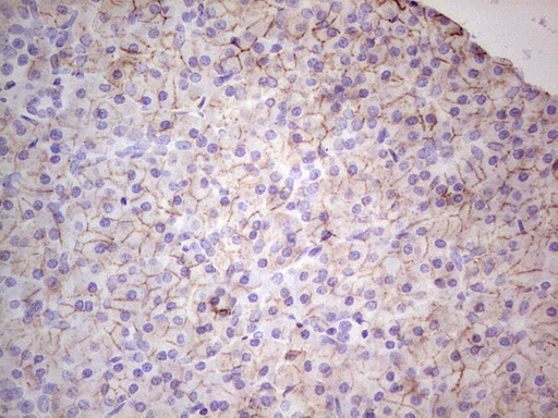 IHC of paraffin-embedded Human pancreas tissue using anti-LGALS9 mouse monoclonal antibody. (Heat-induced epitope retrieval by 1 mM EDTA in 10mM Tris, pH8.5, 120°C for 3min).
