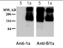 Western blot of mGluR1a receptor antibody on HEK-293 cell lysate.