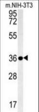 LGALS9B Antibody western blot of mouse NIH-3T3 cell line lysates (35 ug/lane). The LGALS9B antibody detected the LGALS9B protein (arrow).