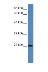LGALSL antibody LS-C145391 Western blot of Mouse Brain lysate. Antibody concentration 1 ug/ml.