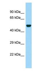 LGMN / Legumain antibody Western Blot of Fetal Brain.