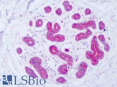 Anti-LGR6 antibody IHC of human breast epithelium. Immunohistochemistry of formalin-fixed, paraffin-embedded tissue after heat-induced antigen retrieval. Antibody LS-B8484 dilution 1:50-1:100.