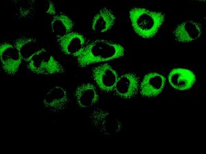 Immunofluorescent staining of HUVEC cells using anti-LGR6 antibody.