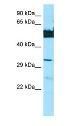 LGSN antibody Western Blot of HepG2.