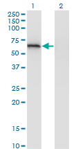 Western Blot analysis of EIF2D expression in transfected 293T cell line by EIF2D monoclonal antibody (M05), clone 2D10.Lane 1: EIF2D transfected lysate (Predicted MW: 64.7 KDa).Lane 2: Non-transfected lysate.