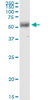 EIF2D monoclonal antibody (M05), clone 2D10. Western Blot analysis of EIF2D expression in human liver.