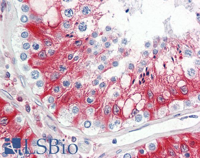 Anti-LHCGR / LHR / LH Receptor antibody IHC staining of human testis. Immunohistochemistry of formalin-fixed, paraffin-embedded tissue after heat-induced antigen retrieval.