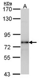 Sample (30 ug of whole cell lysate). A: H1299. 7.5% SDS PAGE. LHR antibody. LHR / LH Receptor antibody diluted at 1:1000.