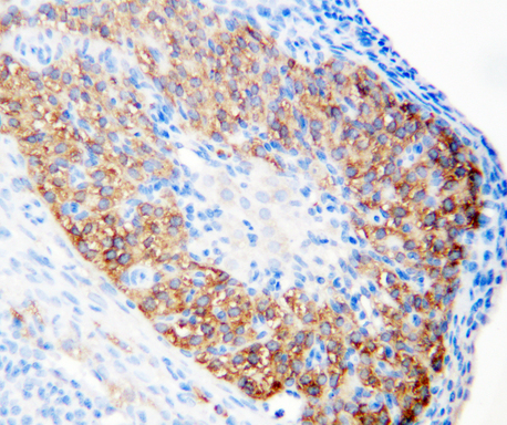LHCGR / LHR / LH Receptor antibody. IHC(P): Rat Ovary Tissue.