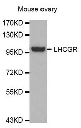 Western blot analysis of extracts of Mouse ovary cell line, using LHCGR antibody.