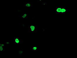 Anti-LHX1 mouse monoclonal antibody immunofluorescent staining of COS7 cells transiently transfected by pCMV6-ENTRY LHX1.