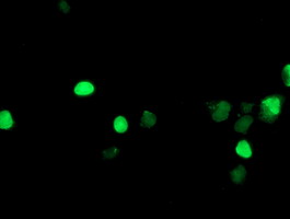 Anti-LHX1 mouse monoclonal antibody immunofluorescent staining of COS7 cells transiently transfected by pCMV6-ENTRY LHX1.