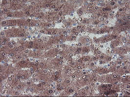 IHC of paraffin-embedded Human liver tissue using anti-LHX1 mouse monoclonal antibody.