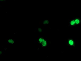 Anti-LHX1 mouse monoclonal antibody immunofluorescent staining of COS7 cells transiently transfected by pCMV6-ENTRY LHX1.