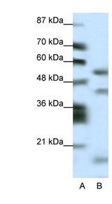 LHX1 antibody LS-B1574 Western blot of HepG2 cell lysate.