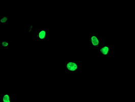 Anti-LHX1 mouse monoclonal antibody immunofluorescent staining of COS7 cells transiently transfected by pCMV6-ENTRY LHX1.