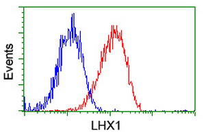 Flow cytometry of HeLa cells, using anti-LHX1 antibody (Red), compared to a nonspecific negative control antibody (Blue).
