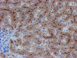IHC of paraffin-embedded Human liver tissue using anti-LHX1 mouse monoclonal antibody. (Heat-induced epitope retrieval by 10mM citric buffer, pH6.0, 100C for 10min).