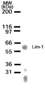 Western blot of LIM-1 in muscle lysate with antibody at 1:500 dilution. A protein band of an approximate molecular weight of 60 kD was detected.
