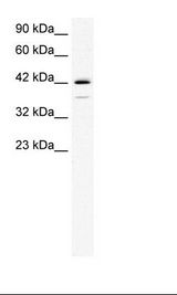 HepG2 Cell Lysate