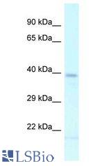 LHX2 antibody Western Blot of Mouse Thymus. Antibody dilution: 1 ug/ml.