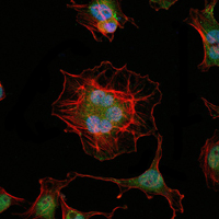 Immunofluorescence of HeLa cells using LHX2 mouse monoclonal antibody (green). Blue: DRAQ5 fluorescent DNA dye. Red: Actin filaments have been labeled with Alexa Fluor-555 phalloidin.