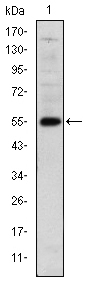 Western blot using LHX2 monoclonal antibody against human LHX2 (AA: 200-406) recombinant protein. (Expected MW is 55 kDa)