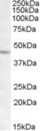 Antibody (1 ug/ml) staining of DAUDI lysate (35 ug protein in RIPA buffer). Primary incubation was 1 hour. Detected by chemiluminescence.