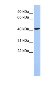 LHX4 antibody LS-C101391 Western blot of 721_B cell lysate.