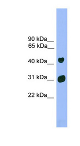 LHX5 antibody LS-C116011 Western blot of Mouse Heart lysate.