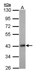 Sample (30 ug of whole cell lysate). A: Molt-4. 10% SDS PAGE. LHX8 antibody diluted at 1:5000