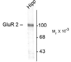 Western blot of a rat hippocampal (Hipp) lysate showing the specific immunolabeling of the ~100k GluR2 protein.